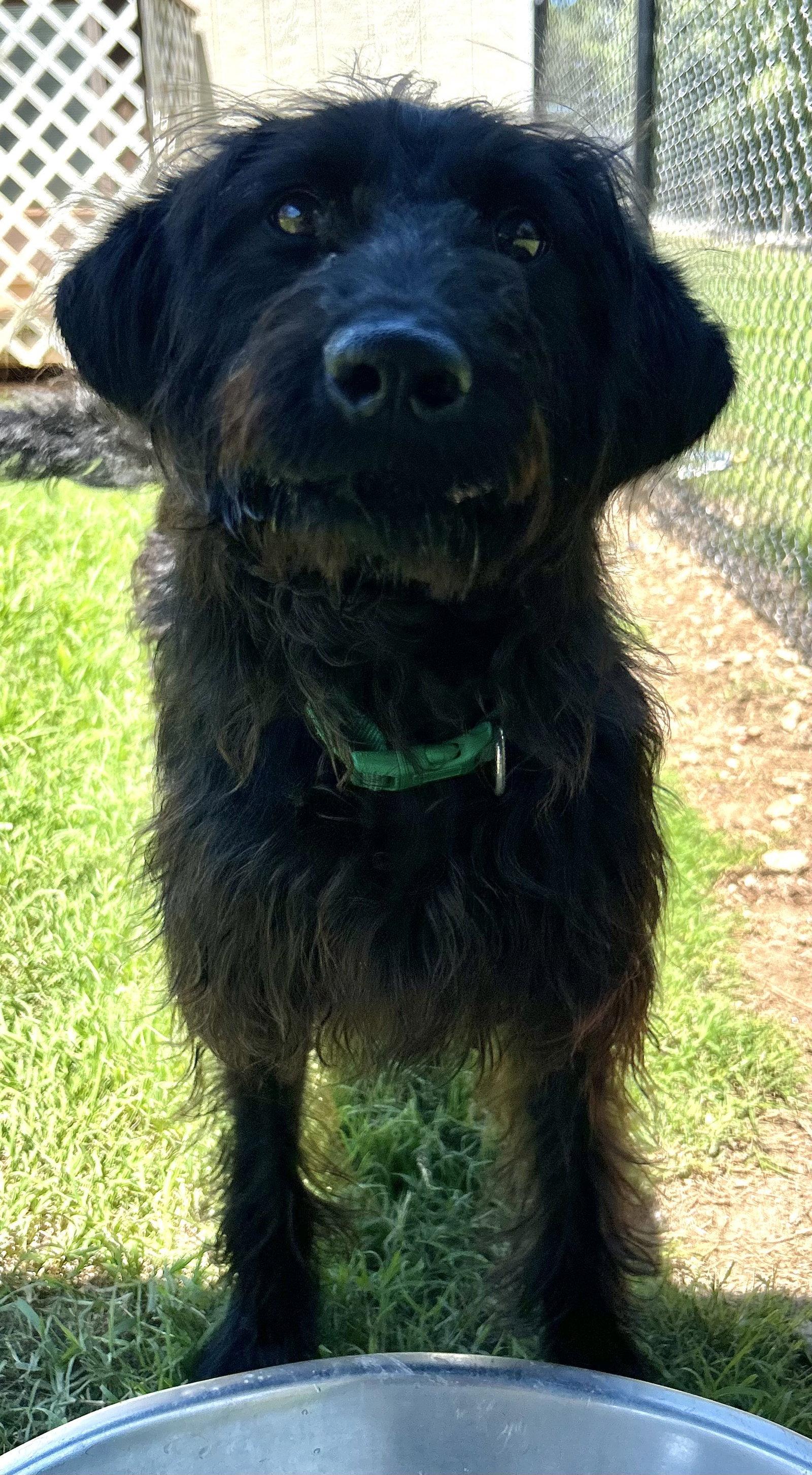 Miley May 26, Adoptable, Puppy Female Poodle & Labrador Retriever.