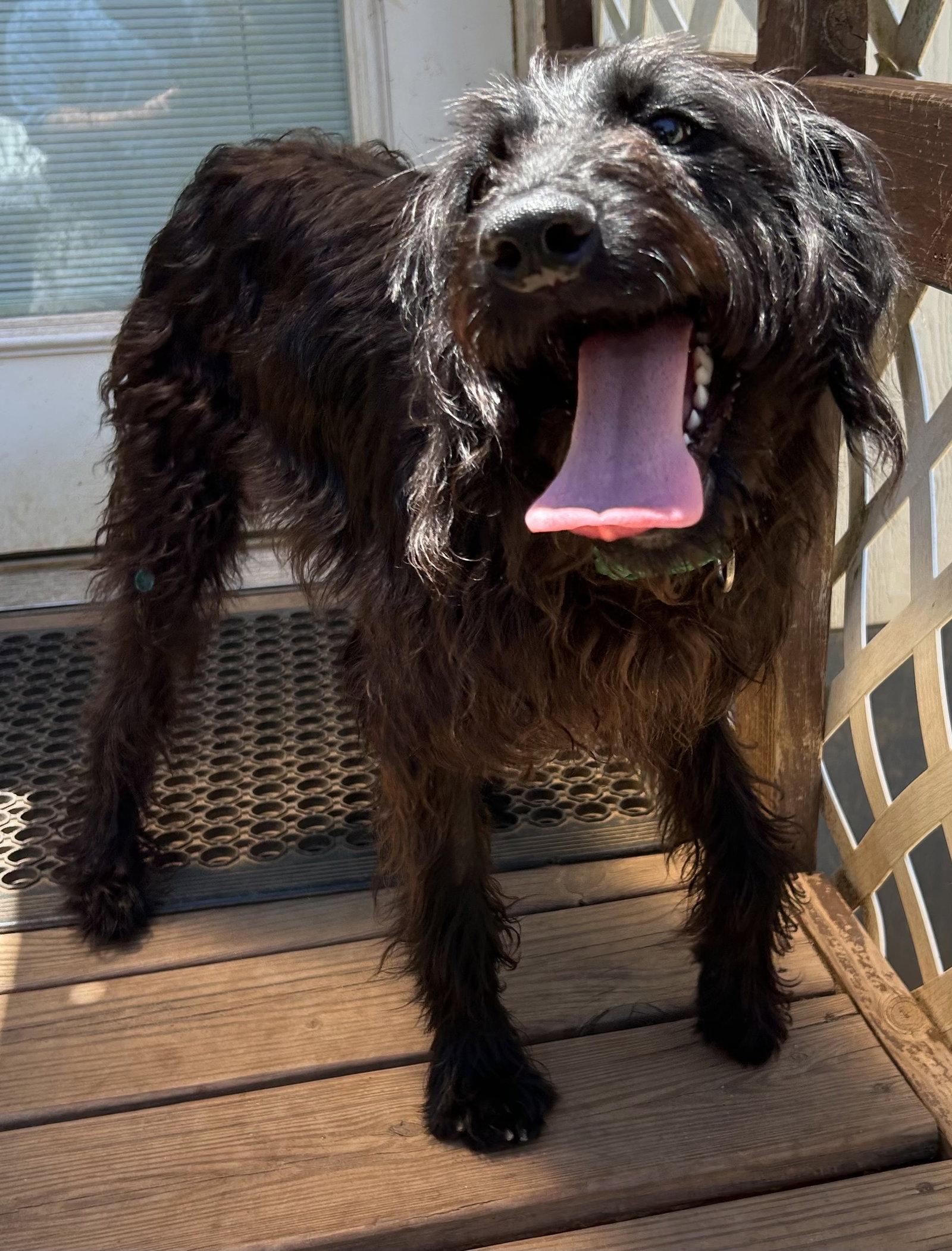 Enlarge Miley May 26, a Adoptable mixed breed in Pacolet, SC image 2/3