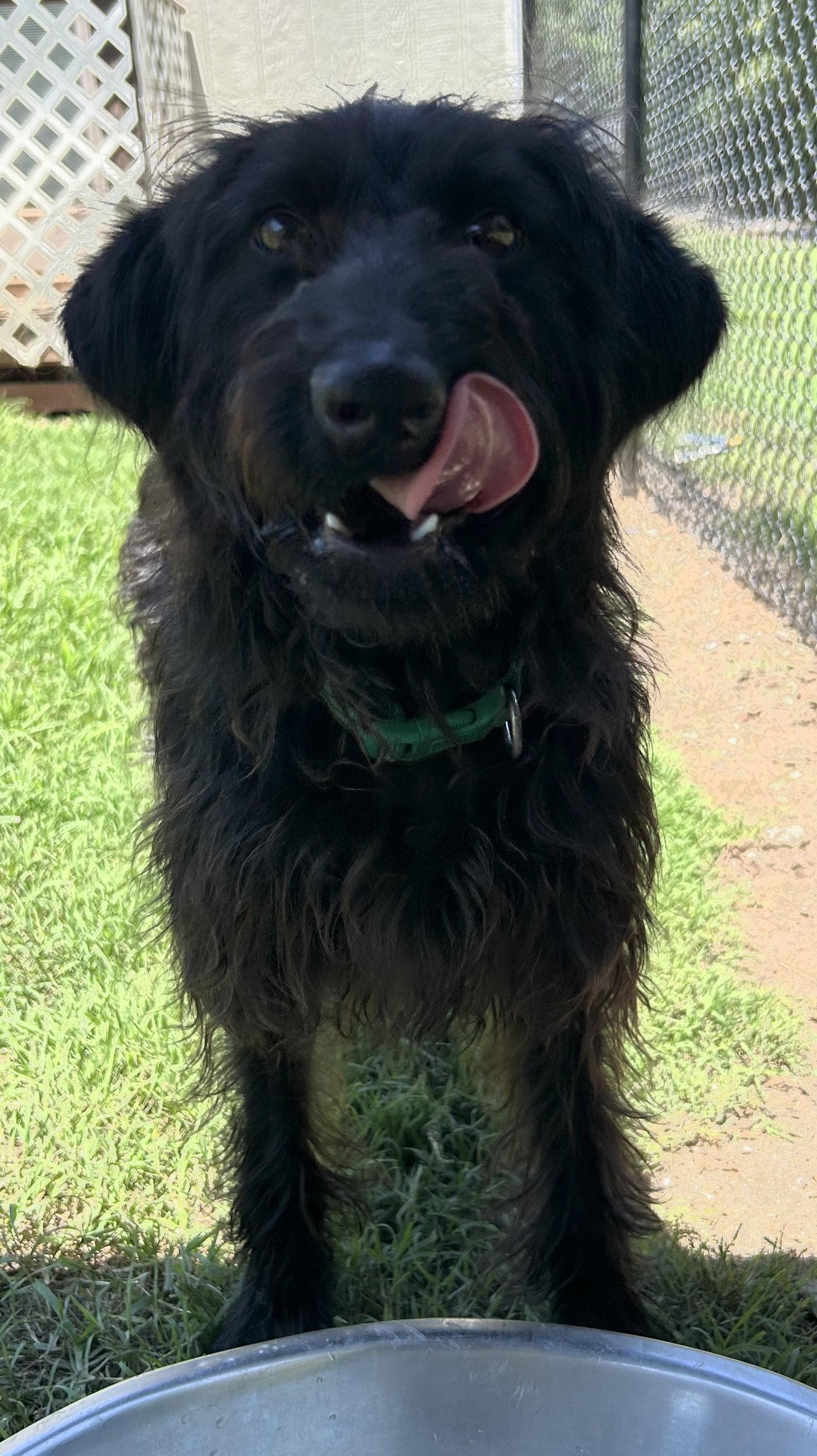 Enlarge Miley May 26, a Adoptable mixed breed in Pacolet, SC image 3/3