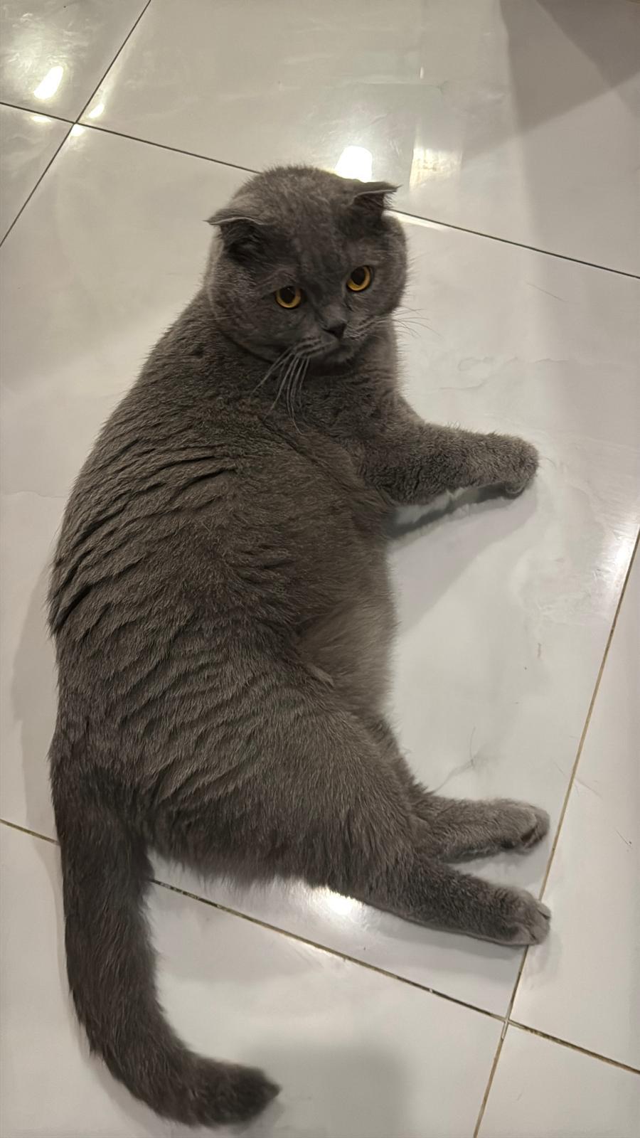 Enlarge YELLOW, a Adoptable Scottish Fold in oshawa , ON image 3/4