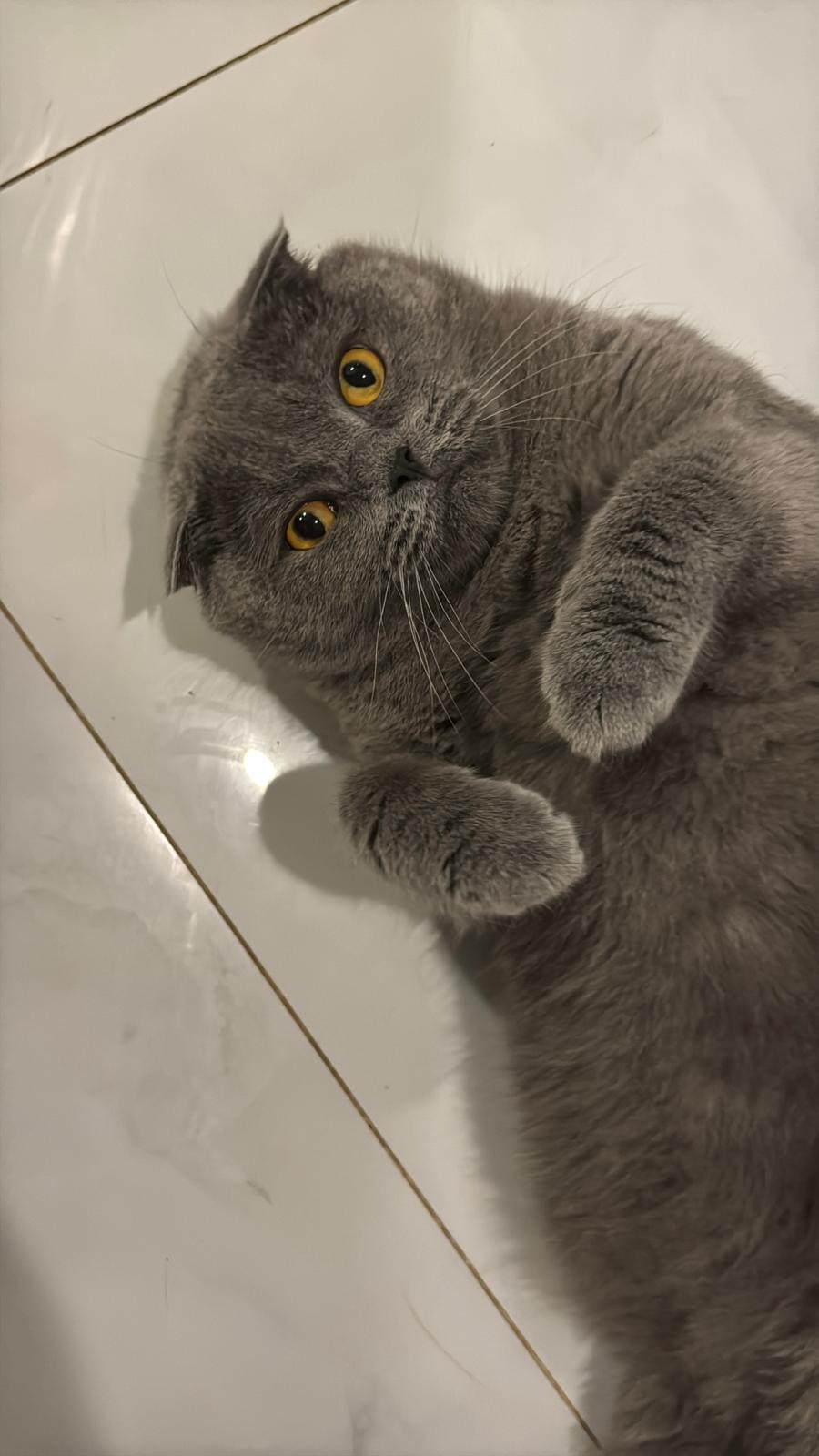 Enlarge YELLOW, a Adoptable Scottish Fold in oshawa , ON image 2/4