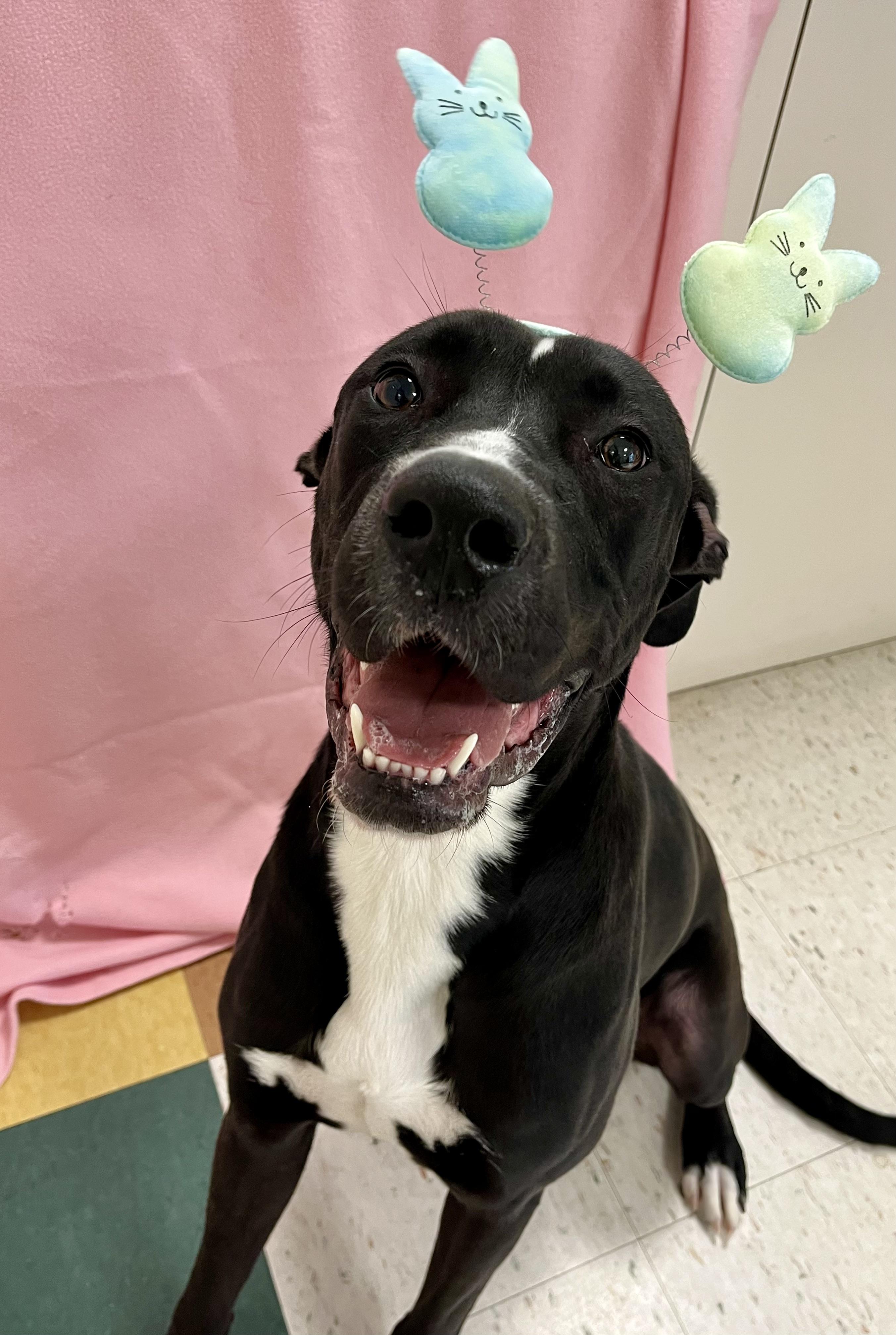 Enlarge Phoebe, a ADOPTABLE mixed breed in Greenwich, CT image 2/3