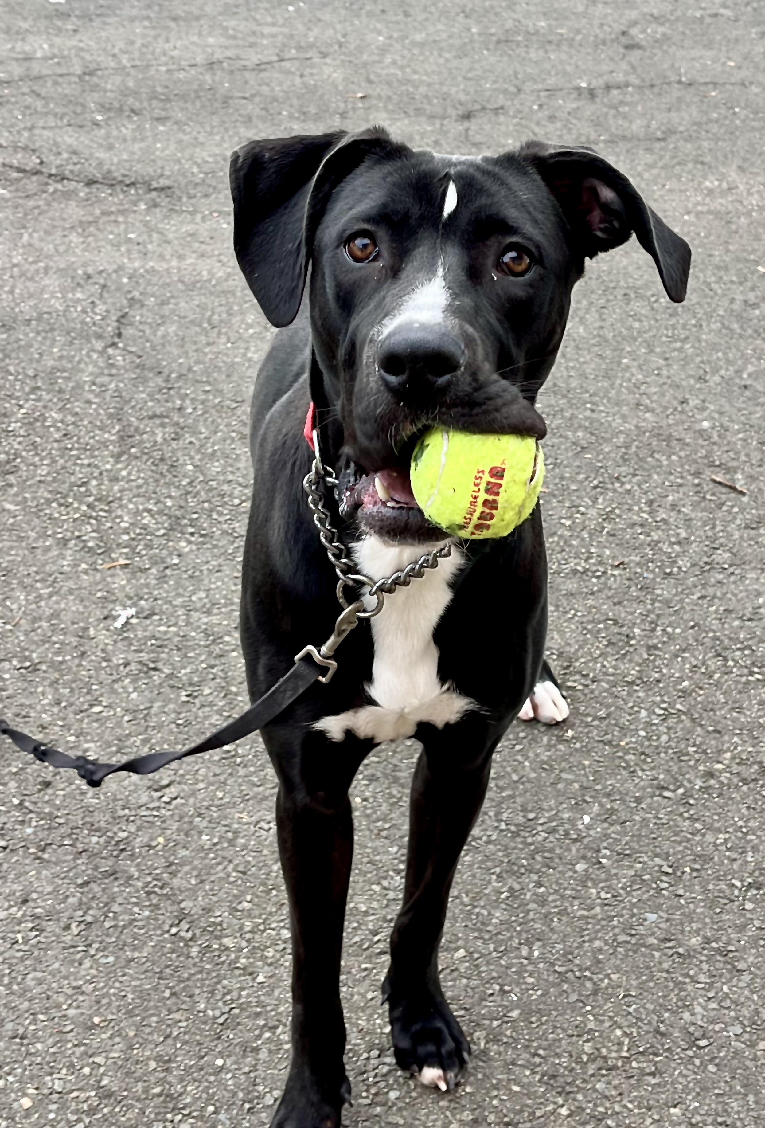 Enlarge Phoebe, a ADOPTABLE mixed breed in Greenwich, CT image 1/3