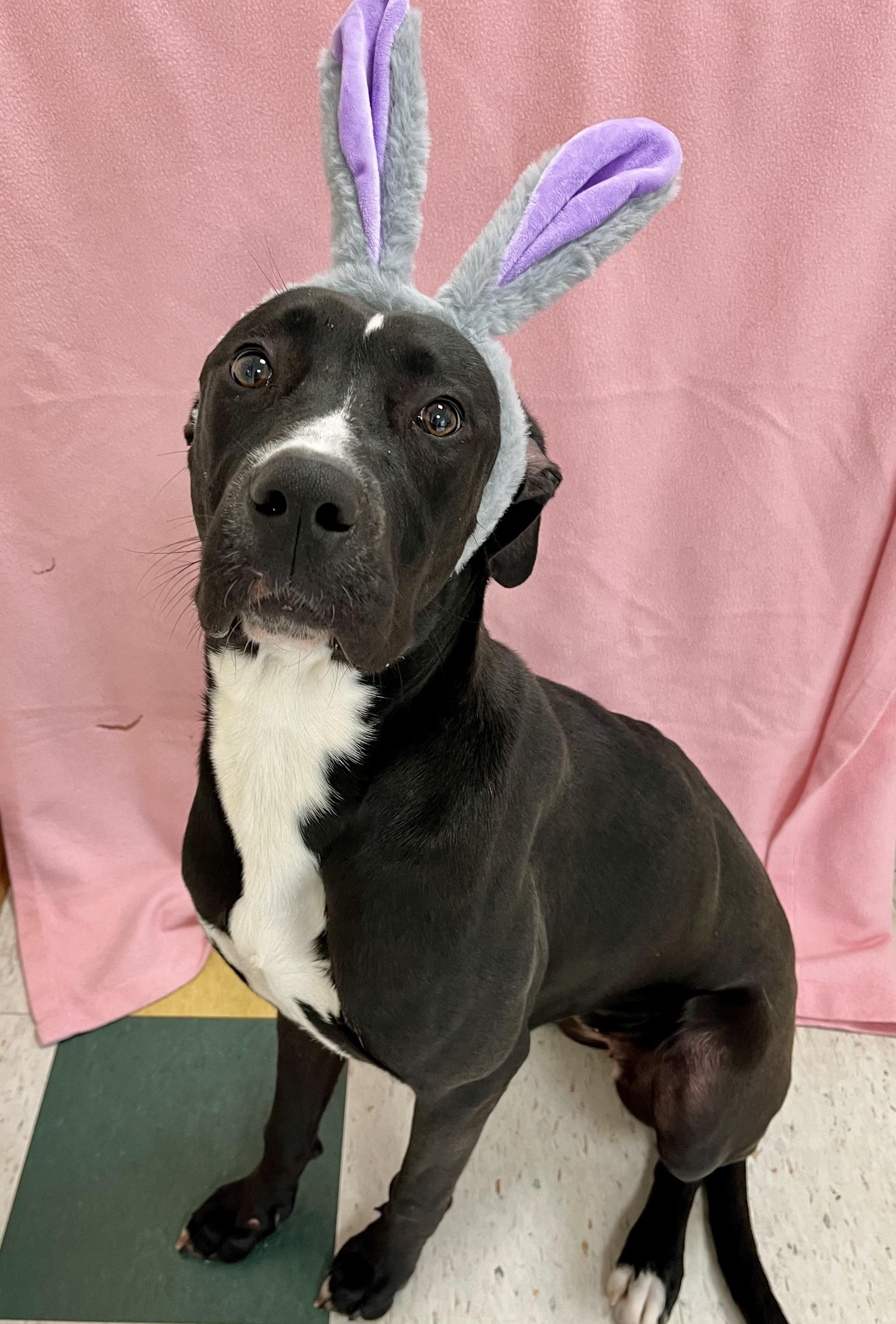 Enlarge Phoebe, a ADOPTABLE mixed breed in Greenwich, CT image 3/3