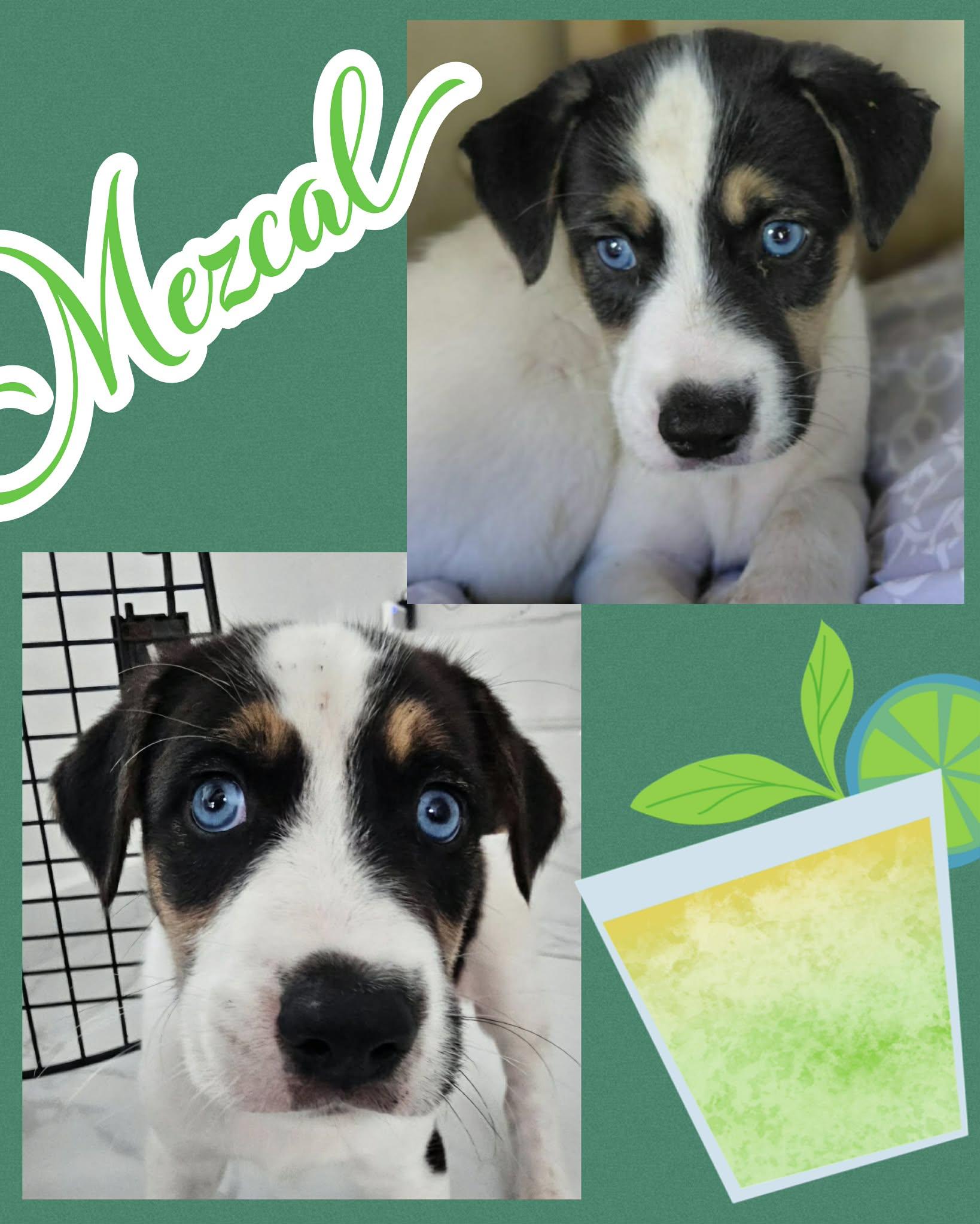Mezcal, ADOPTABLE, Puppy Male Labrador Retriever & Australian Shepherd.