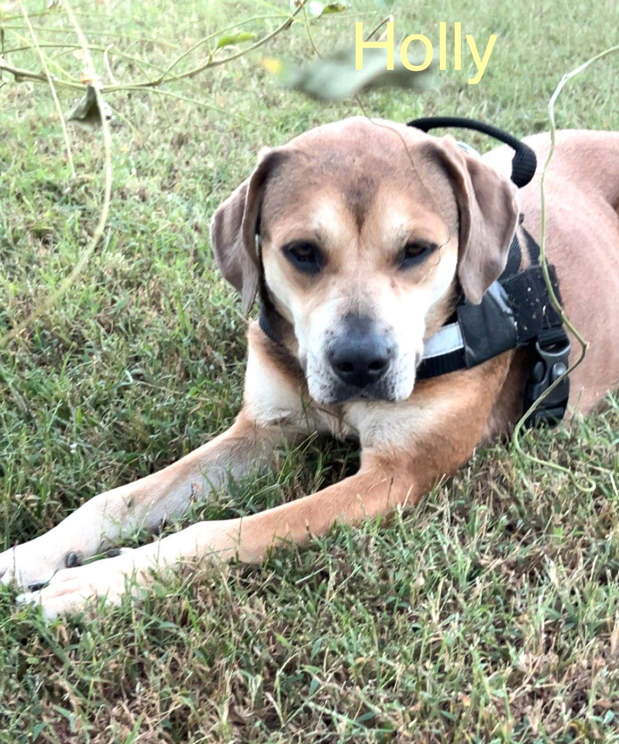 Enlarge Holly *LOCAL*, a Adoptable mixed breed in Wakefield, RI image 1/3