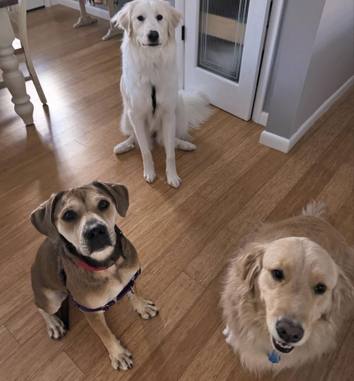 Enlarge Holly *LOCAL*, a Adoptable mixed breed in Wakefield, RI image 2/3