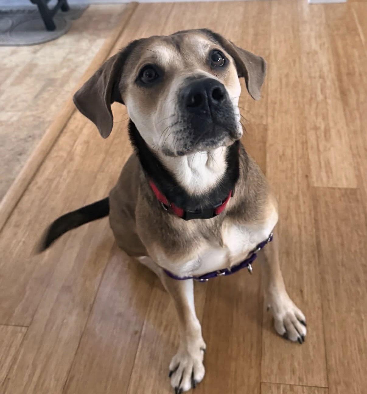 Enlarge Holly *LOCAL*, a Adoptable mixed breed in Wakefield, RI image 3/3