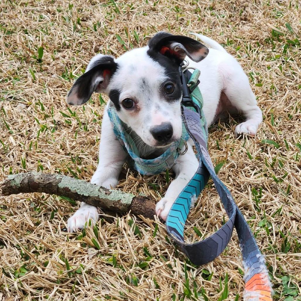 Marley — thumbnail 4