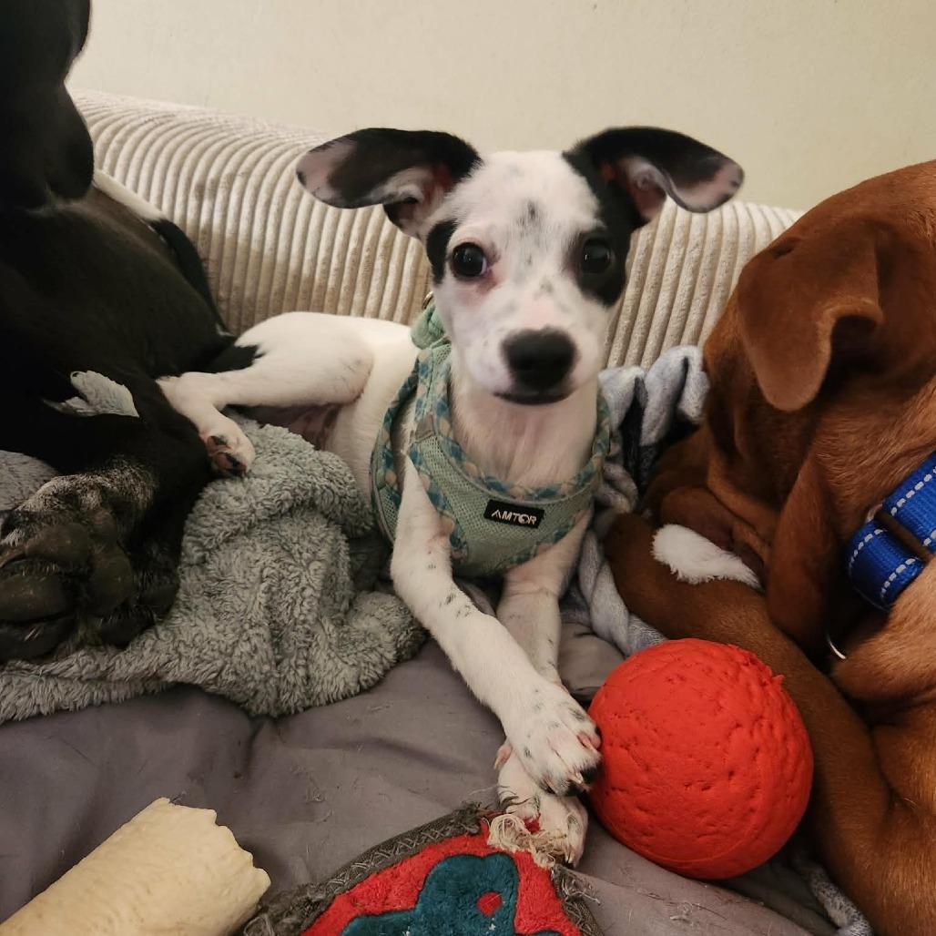 Marley — thumbnail 5