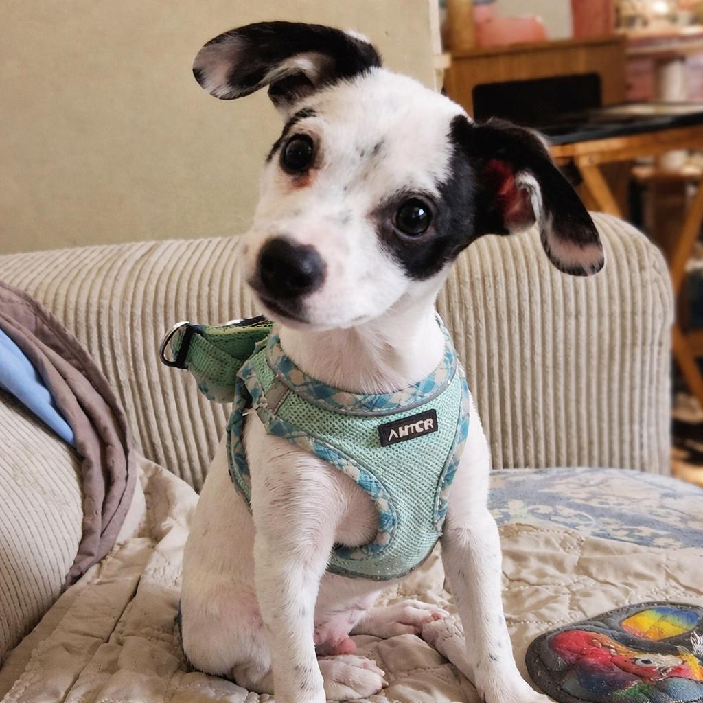 Marley — thumbnail 6