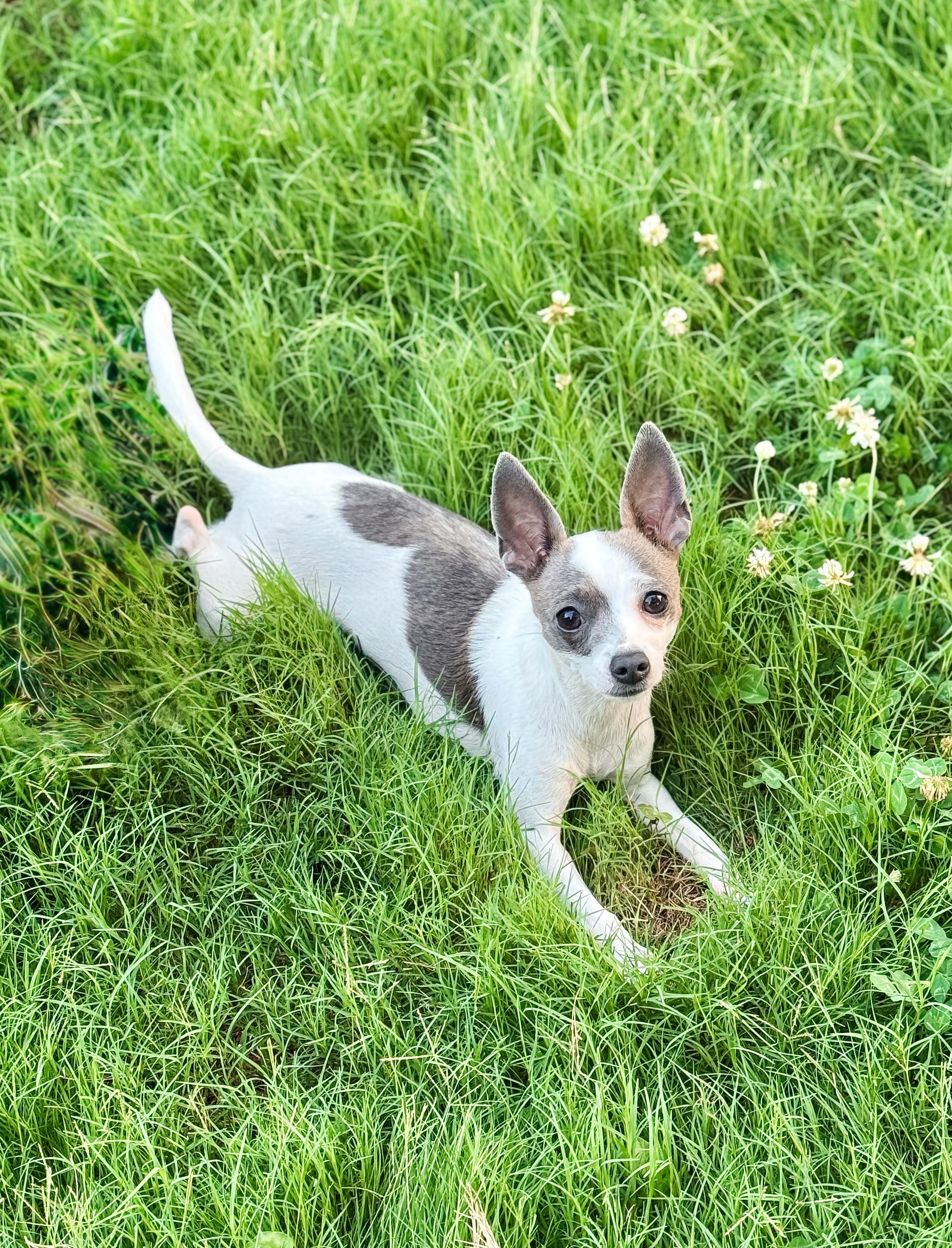 Misty, adopted, Young Female Chihuahua.