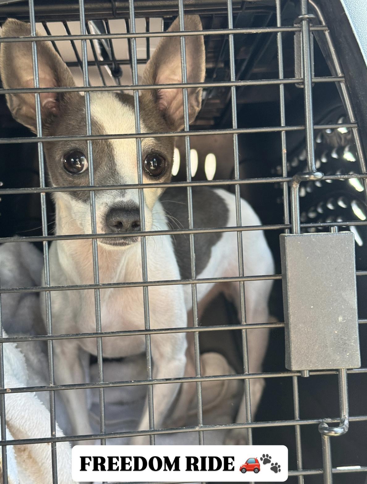 Enlarge Misty, an adopted Chihuahua in Atlanta, GA image 3/3