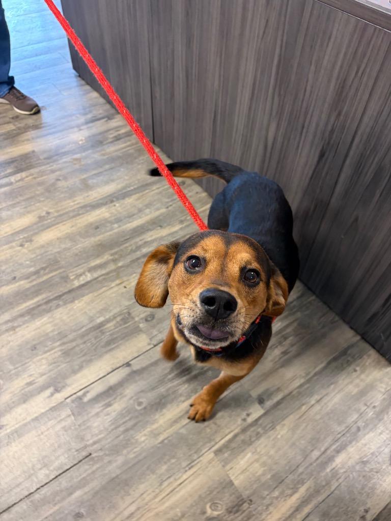 Orwell, Adoptable, Young Male Hound.