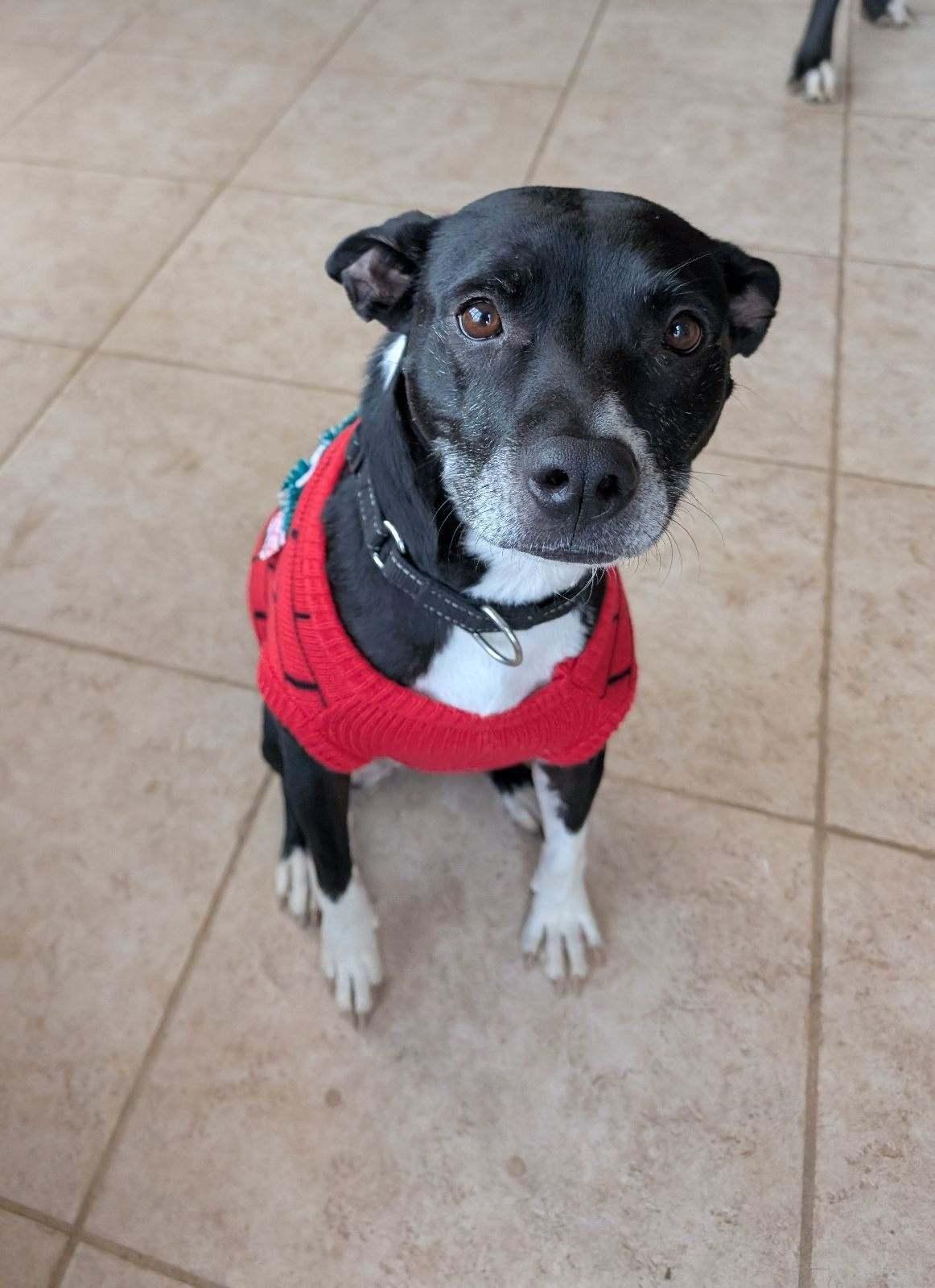 Maddie, an adoptable Basenji, Rat Terrier in Mechanicsville, MD, 20659 | Photo Image 4