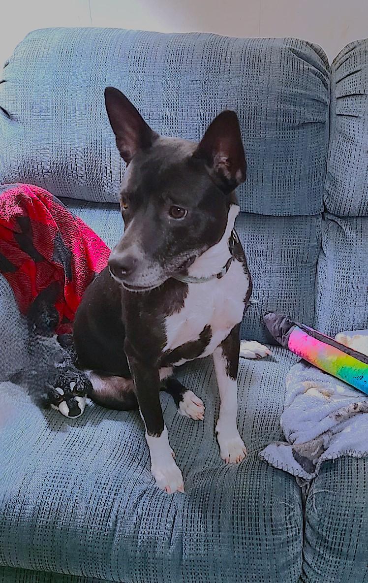 Maddie, an adoptable Basenji, Rat Terrier in Mechanicsville, MD, 20659 | Photo Image 2