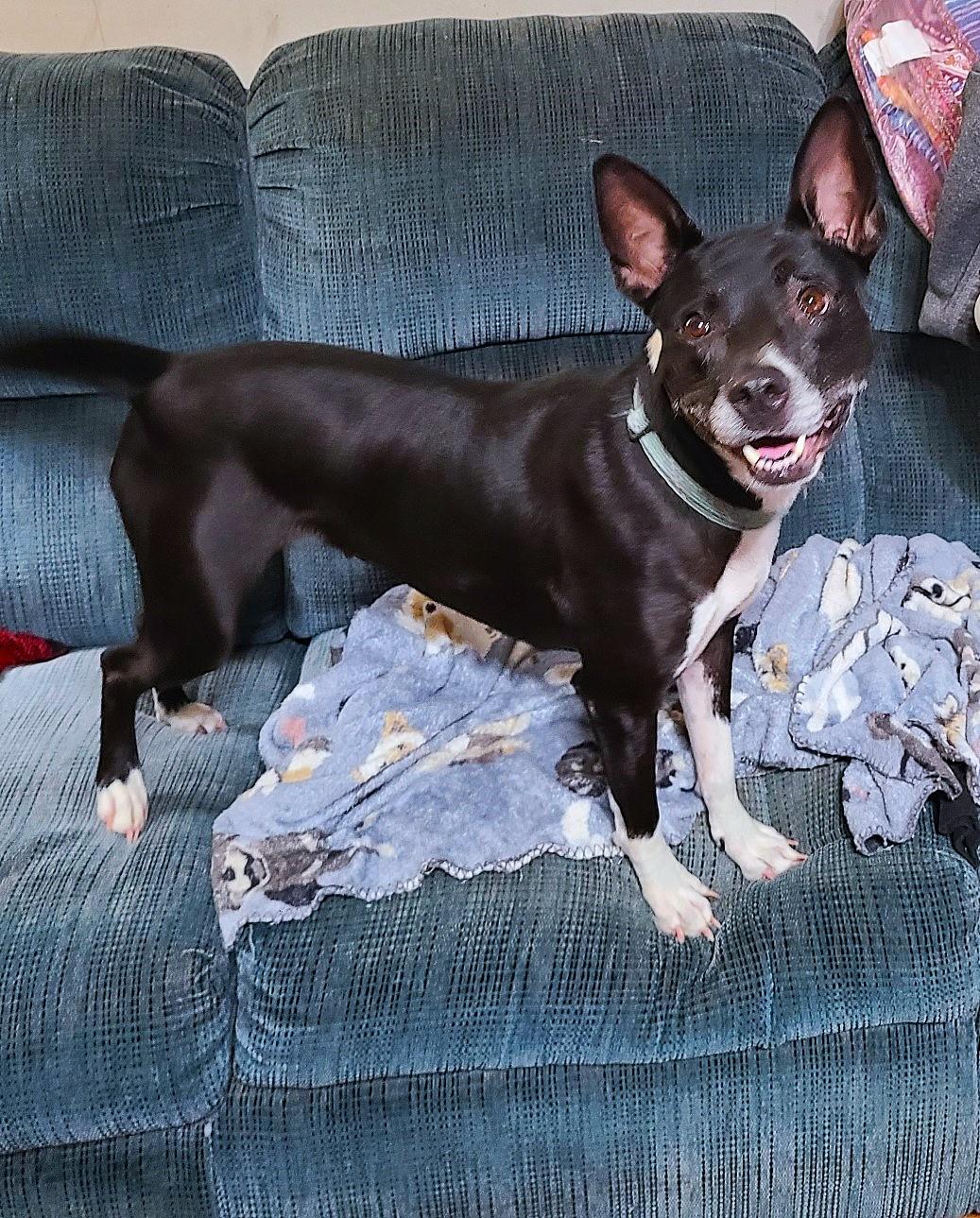 Maddie, an adoptable Basenji, Rat Terrier in Mechanicsville, MD, 20659 | Photo Image 3