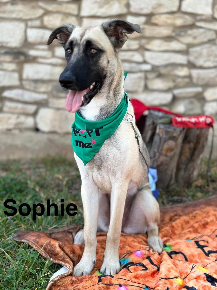 Sophie, a Adoptable mixed breed in Denver, CO image 1/6