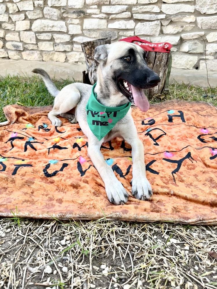 Sophie, a Adoptable mixed breed in Denver, CO image 2/6