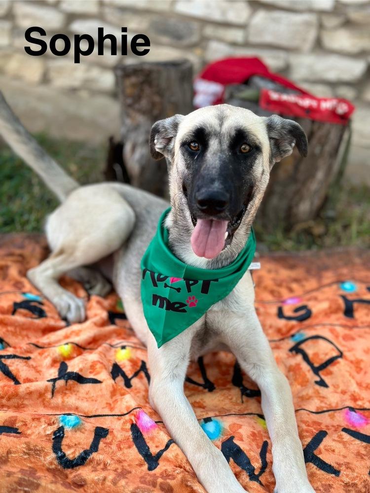 Sophie, a Adoptable mixed breed in Denver, CO image 3/6