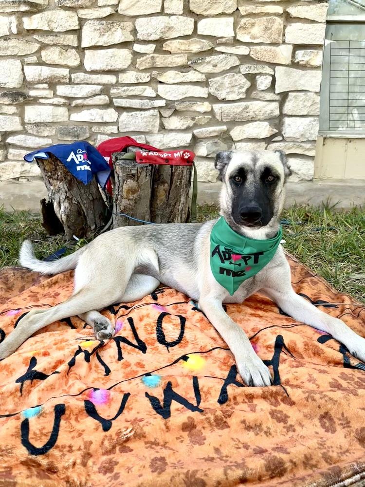 Sophie, a Adoptable mixed breed in Denver, CO image 4/6