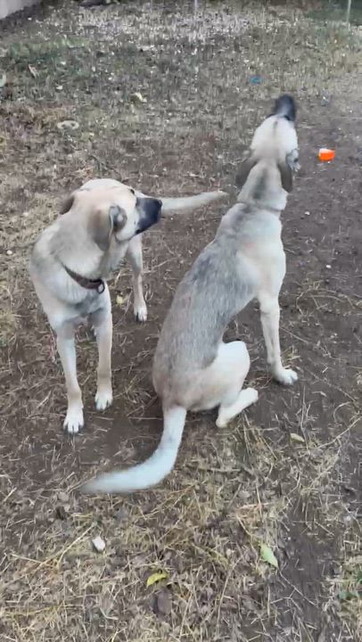 Enlarge Sophie, a Adoptable mixed breed in Denver, CO video 6/6