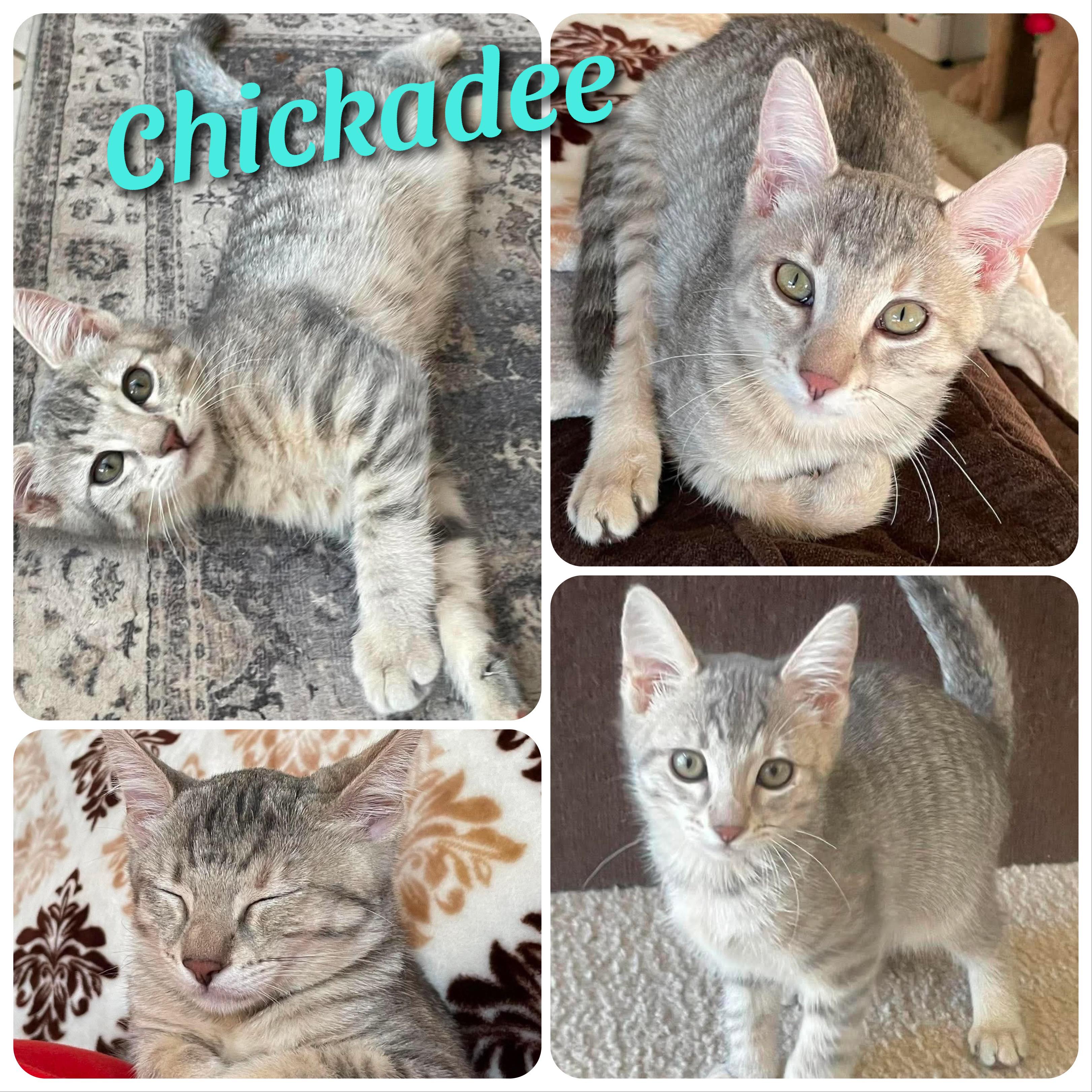 Chickadee, ADOPTABLE, Kitten Female Domestic Short Hair.