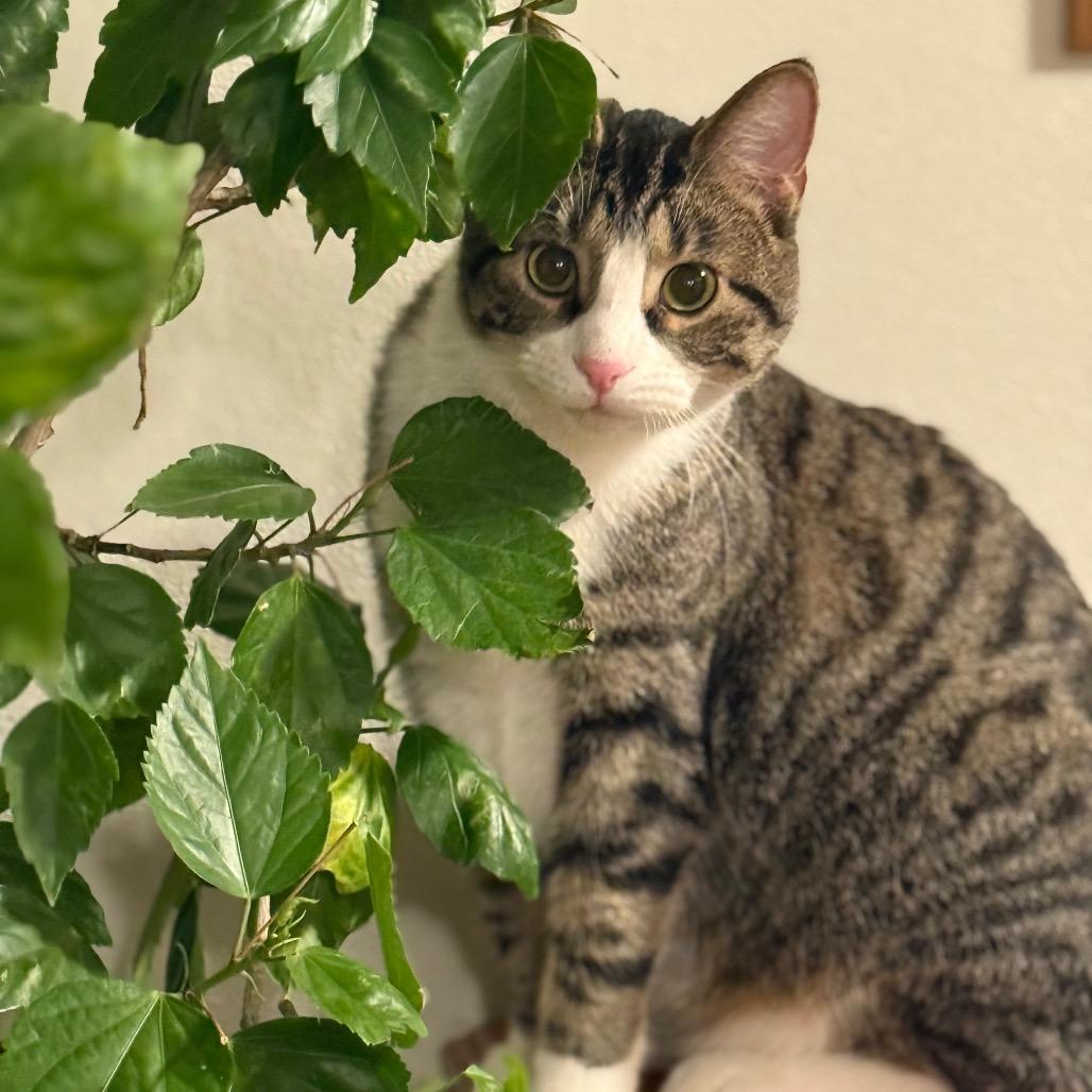 Rudy, Adoptable, Young Male Domestic Short Hair.