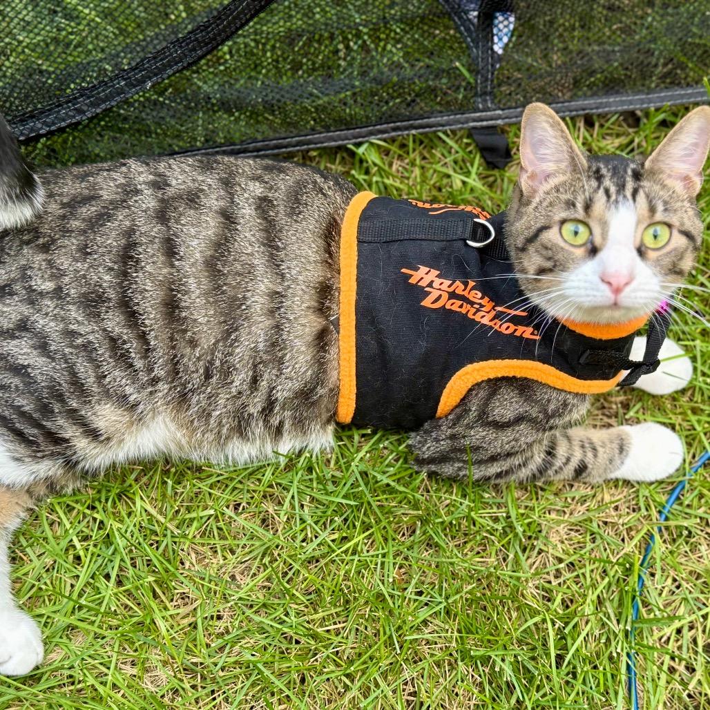 Enlarge Rudy, a Adoptable Domestic Short Hair in Sioux Falls, SD image 2/3