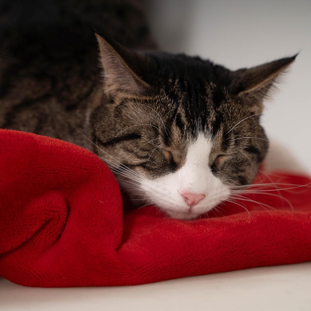 Enlarge Rudy, a Adoptable Domestic Short Hair in Sioux Falls, SD image 2/6