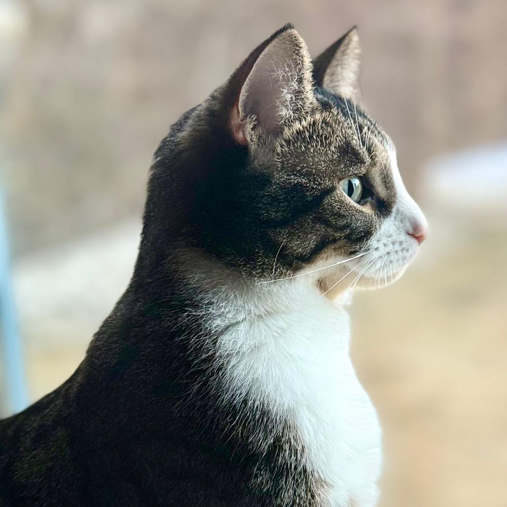 Enlarge Rudy, a Adoptable Domestic Short Hair in Sioux Falls, SD image 3/6