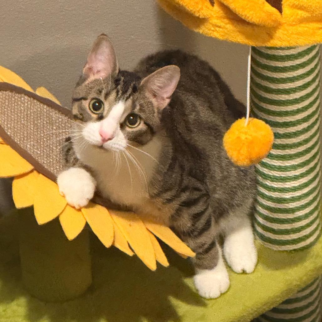 Enlarge Rudy, a Adoptable Domestic Short Hair in Sioux Falls, SD image 3/3