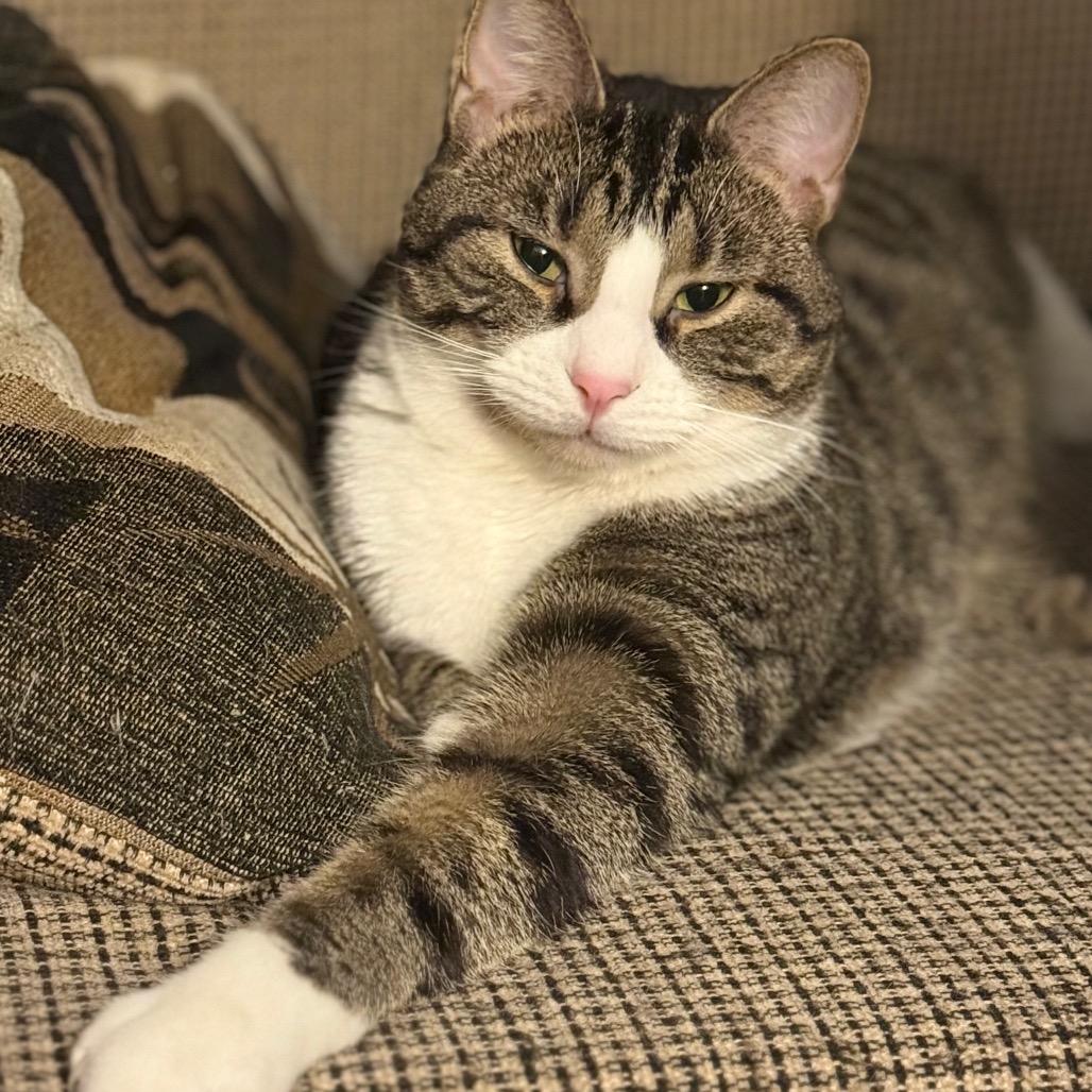 Enlarge Rudy, a Adoptable Domestic Short Hair in Sioux Falls, SD image 5/6