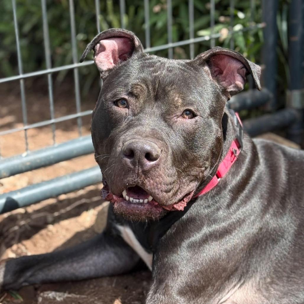 Enlarge Buddha *My adoption fee has been sponsored by an amazing friend!*, a Adoptable Mixed Breed in Wappingers Falls, NY image 1/3