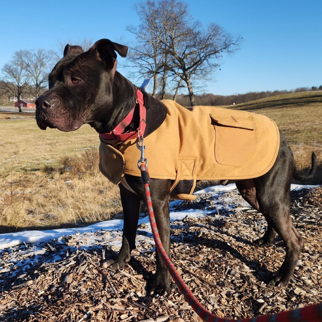 Enlarge Buddha *My adoption fee has been sponsored by an amazing friend!*, a Adoptable Mixed Breed in Wappingers Falls, NY image 2/3