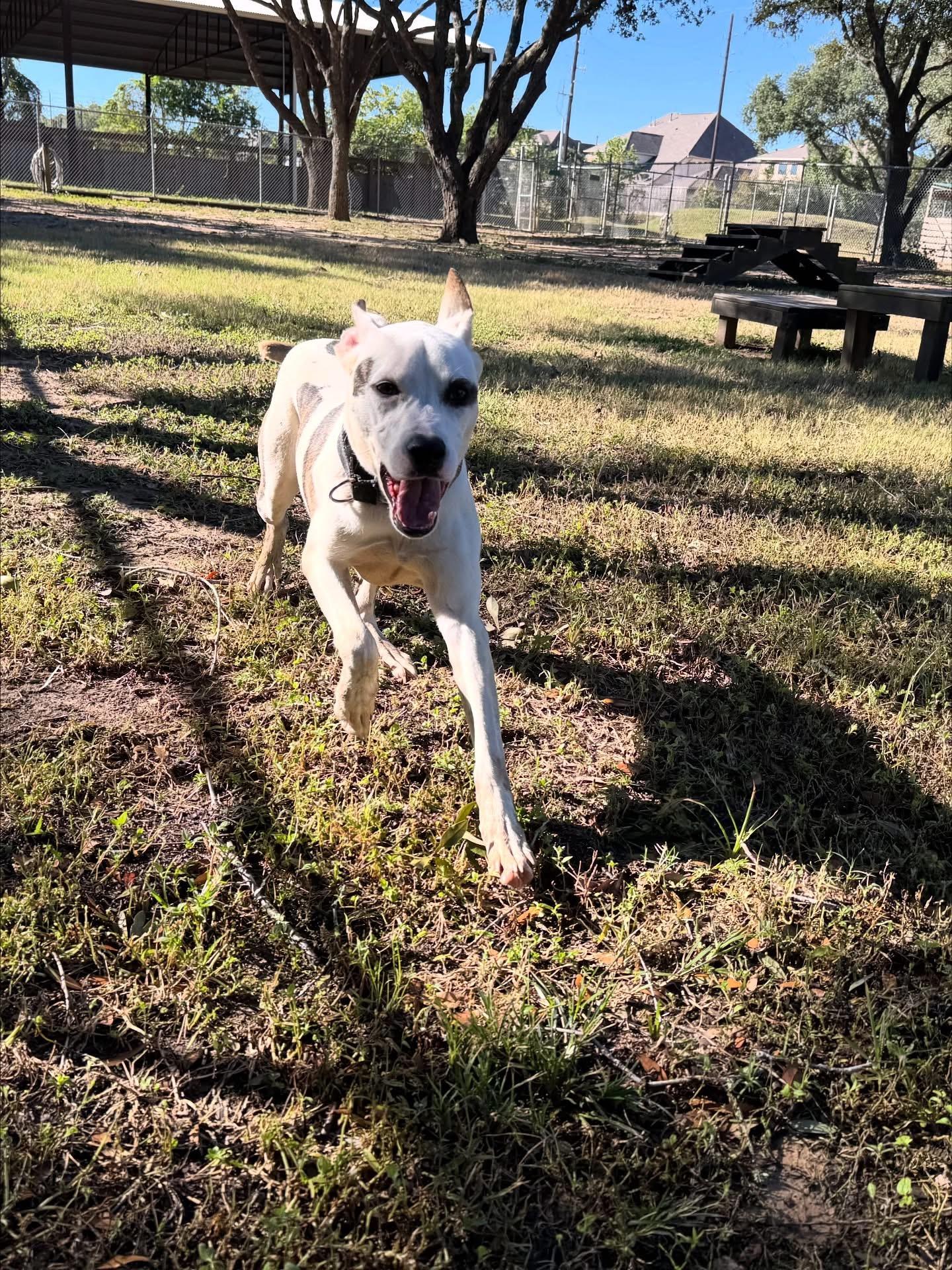 DIESEL (TX), a Adoptable mixed breed in Spring, TX image 6/6