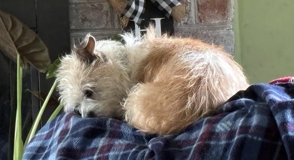 Bella, Adoptable, Young Female Yorkshire Terrier & Chihuahua.