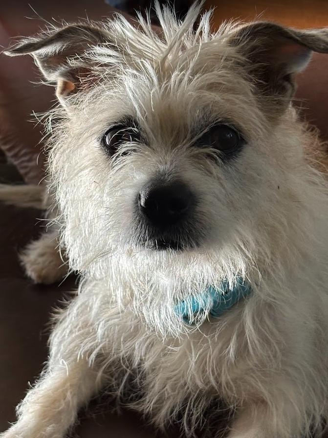 Enlarge Bella, a Adoptable mixed breed in Forest, VA image 2/3