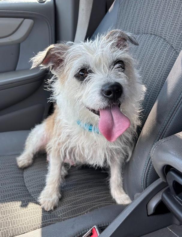 Enlarge Bella, a Adoptable mixed breed in Forest, VA image 3/3