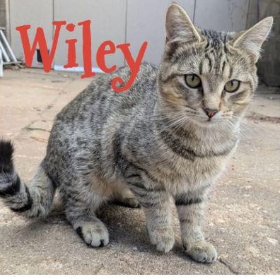 Wiley, Adoptable, Young Male Domestic Short Hair.