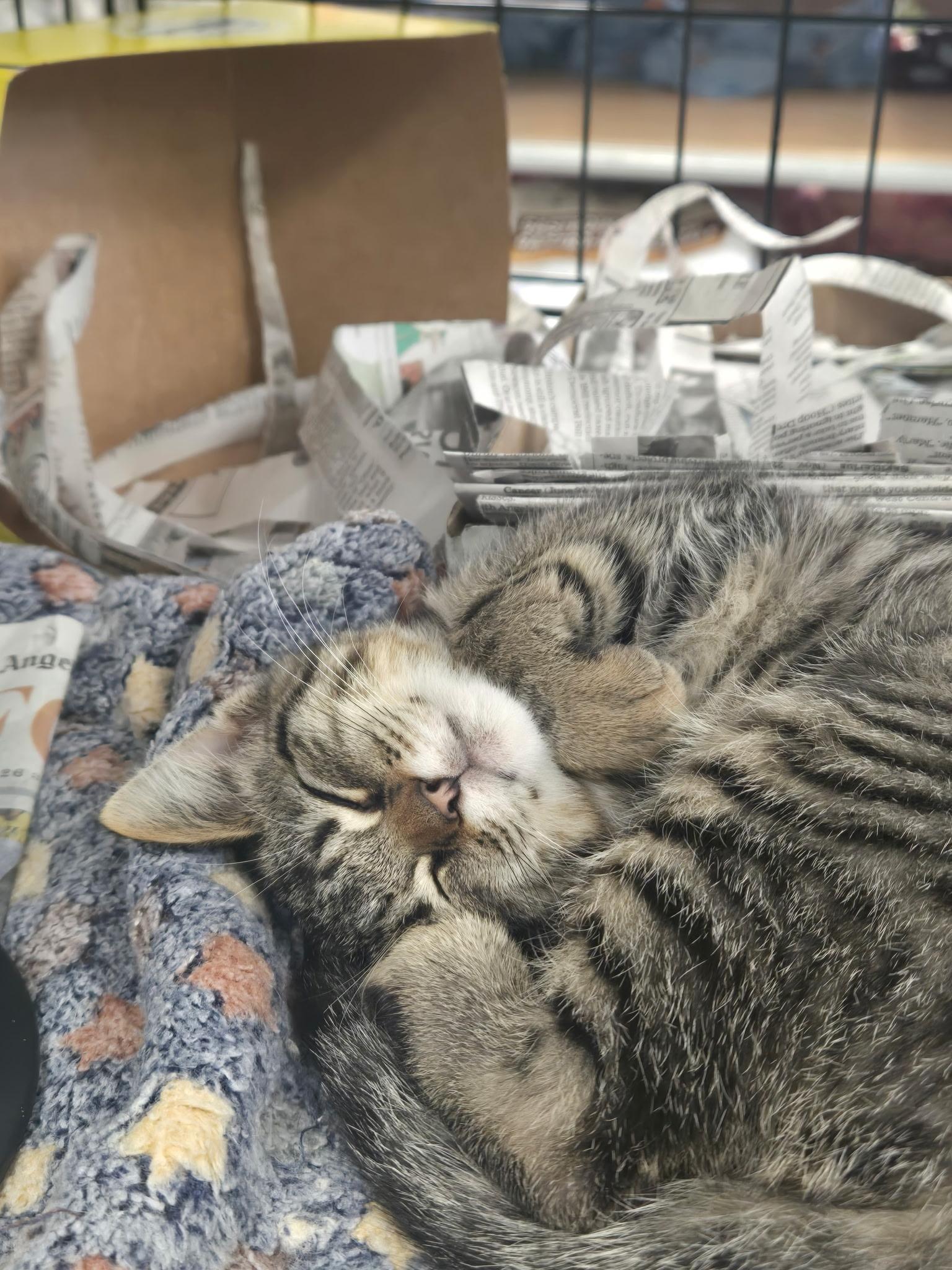 Enlarge Ember, an adopted Tabby in Huntington Beach, CA image 1/1