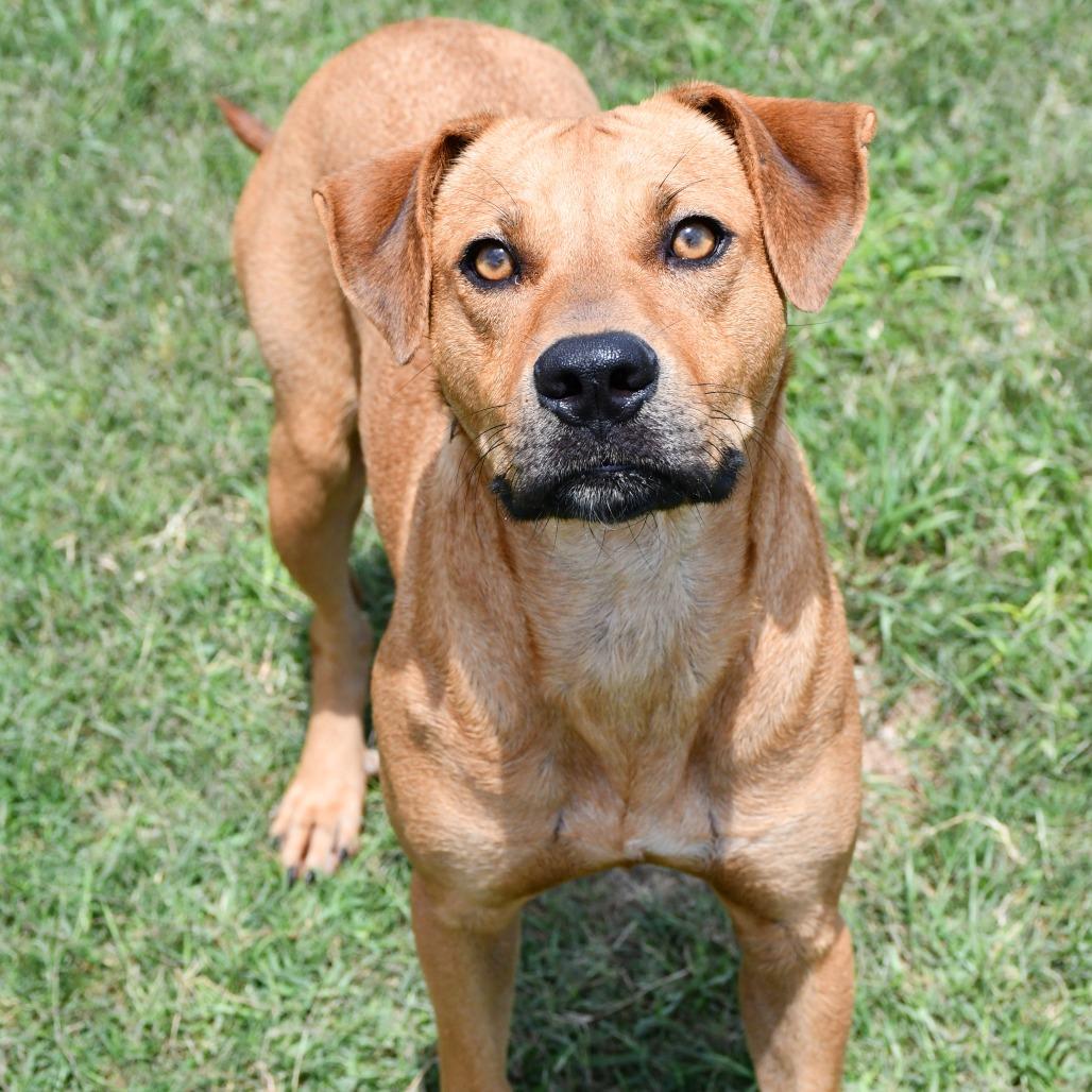 Aqua, Adoptable, Adult Female Black Mouth Cur.