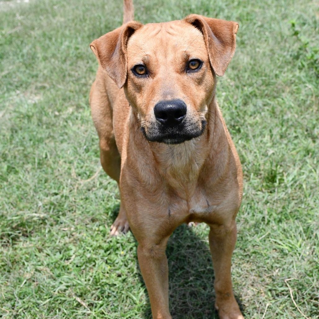 Aqua, a Adoptable Black Mouth Cur in Beaumont, TX image 2/6