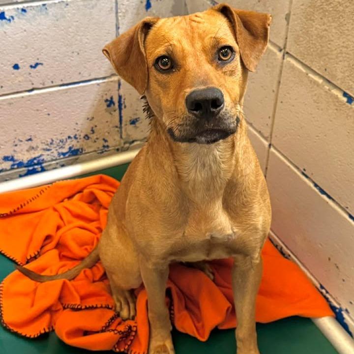 Aqua, a Adoptable Black Mouth Cur in Beaumont, TX image 3/6