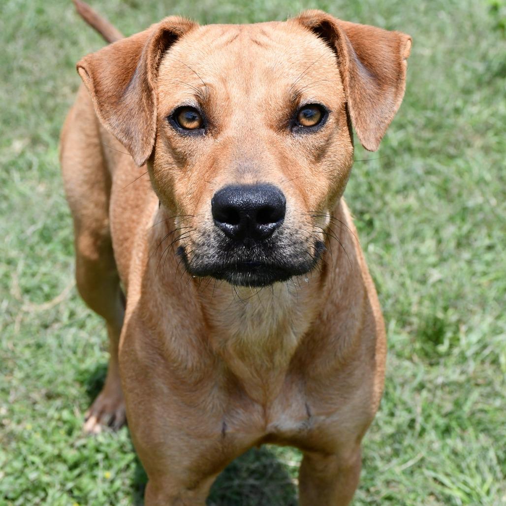 Aqua, a Adoptable Black Mouth Cur in Beaumont, TX image 4/6