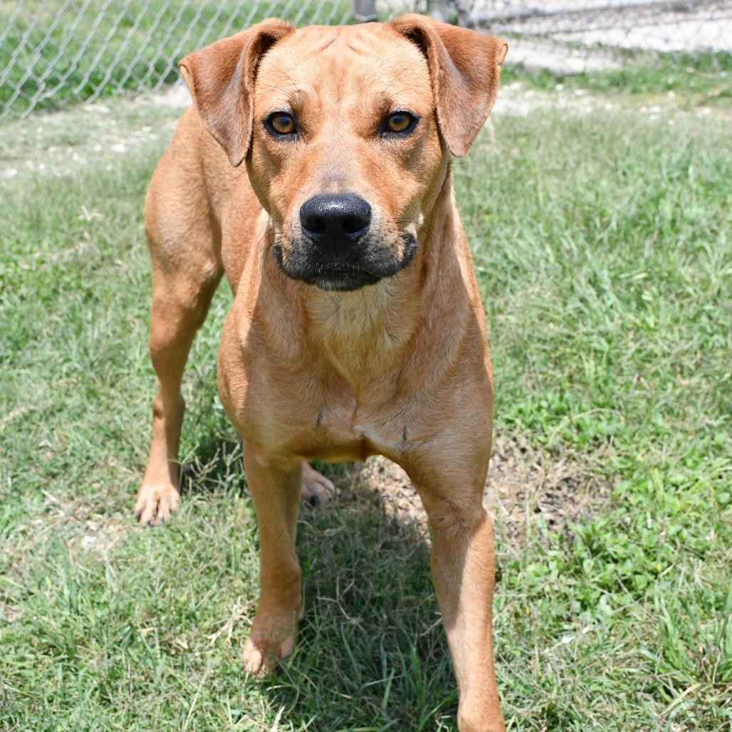 Aqua, a Adoptable Black Mouth Cur in Beaumont, TX image 5/6