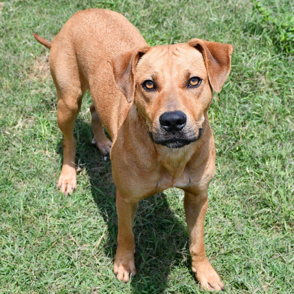 Aqua, a Adoptable Black Mouth Cur in Beaumont, TX image 6/6