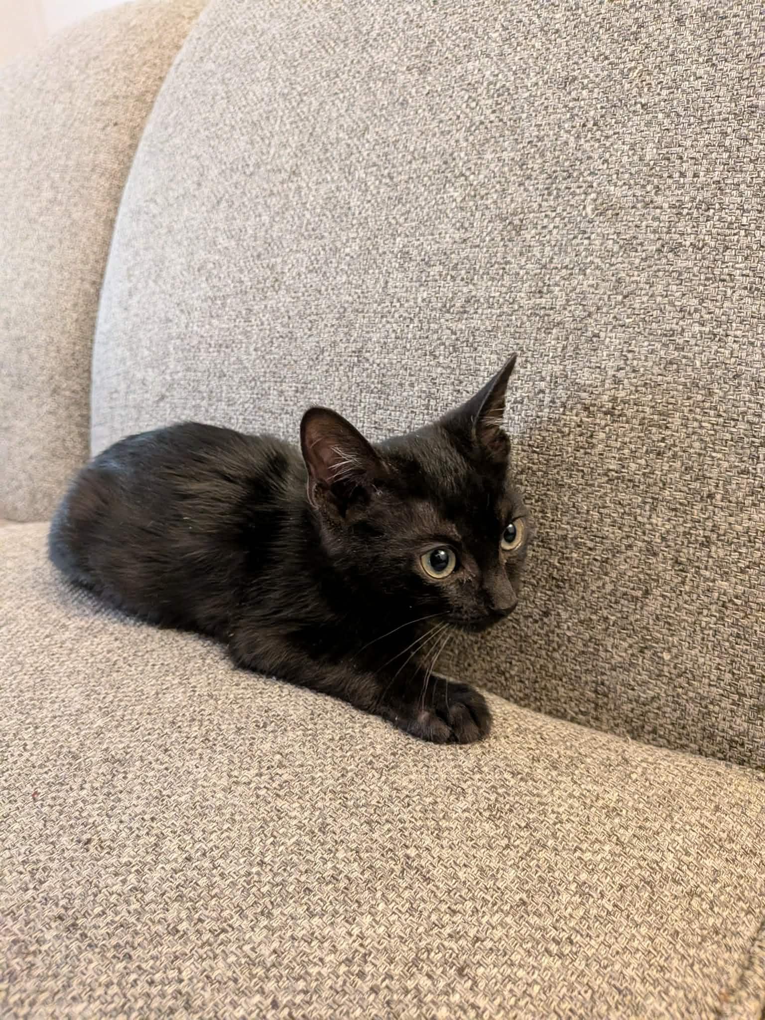 Cayenne, ADOPTABLE, Kitten Male Domestic Short Hair.