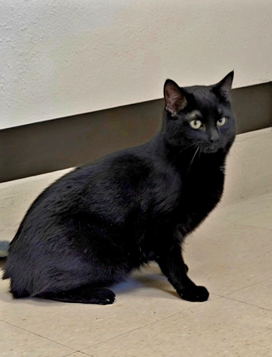 Enlarge Daisy, a ADOPTABLE Domestic Short Hair in Red Wing, MN image 2/2