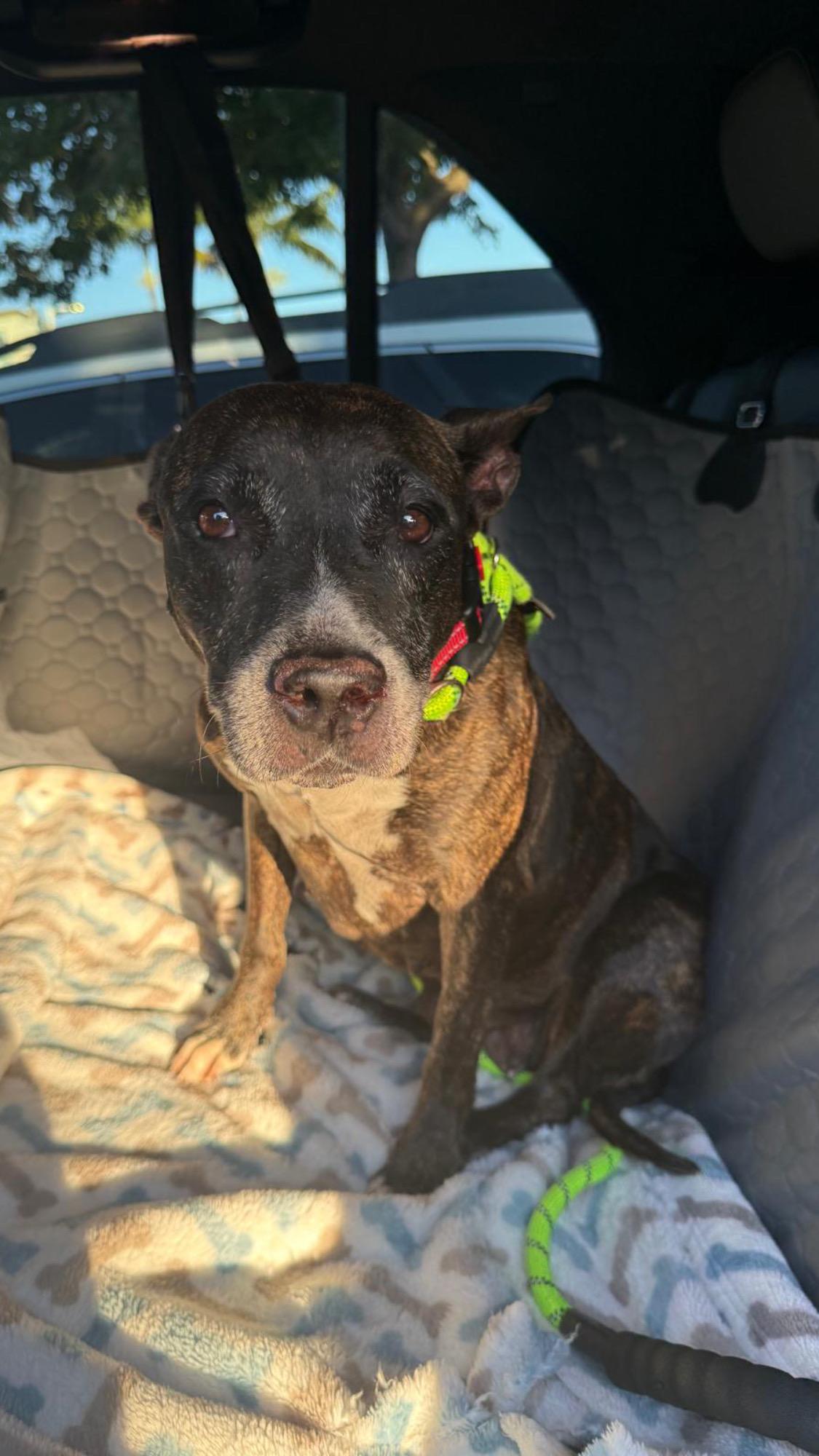 Enlarge China, a ADOPTABLE Pit Bull Terrier in Miami, FL image 2/5